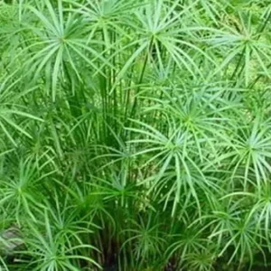 Cyperus Textillus 4lt