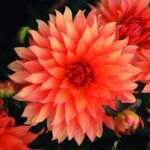 Dahlia Border - "Autumn Fairy" Bulbs
