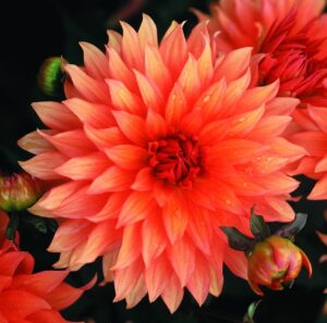 Dahlia Border - "Autumn Fairy" Bulbs