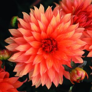 Dahlia-Border-Autumn-Fairy.jpeg Dahlia Border - "Autumn Fairy" Bulbs