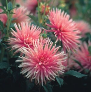 Dahlia Border - "Park Princess" Bulbs