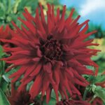 Dahlia Cactus - "Alva's Doris" Bulbs