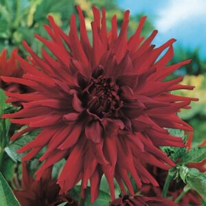 Dahlia Cactus - "Alva's Doris" Bulbs