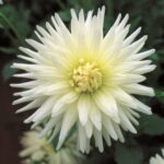 Dahlia Cactus - "Anja G.J." Bulbs