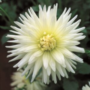 Dahlia Cactus - "Anja G.J." Bulbs