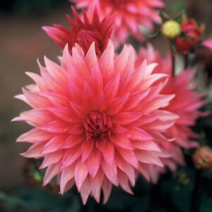 Dahlia Cactus - "Belmonte" Bulbs