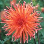 Dahlia Cactus - "Colour Spectacle" Bulbs