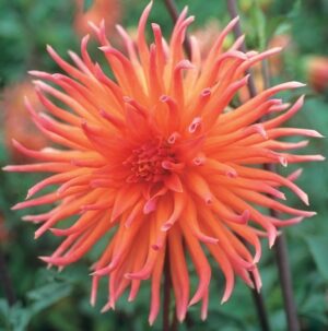 Dahlia-Cactus-Colour-Spectacle.jpg Dahlia Cactus - "Colour Spectacle" Bulbs
