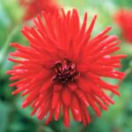 Dahlia Cactus - "Forrestal" Bulbs