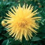 Dahlia Cactus - "Gillian" Bulbs