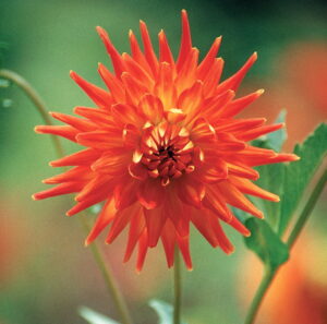 Dahlia Cactus - "Golden Heart" Bulbs