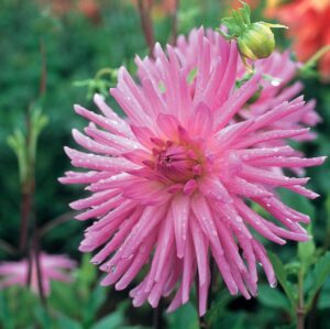 Dahlia-Cactus-Lilac-Veil.jpg Dahlia Cactus - "Lilac Veil" Bulbs