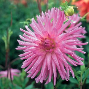 Dahlia Cactus - "Lilac Veil" Bulbs