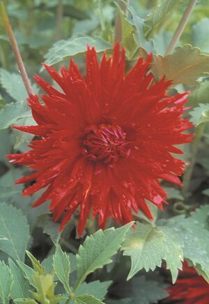 Dahlia-Cactus-Ma-Jolie.jpg Dahlia Cactus - "Ma Jolie" Bulbs