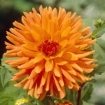Dahlia-Cactus-Mev.-Cl.-Andries.jpg Dahlia Cactus - "Mev. Cl. Andries" Bulbs