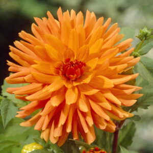 Dahlia Cactus - "Mev. Cl. Andries" Bulbs