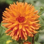 Dahlia Cactus - "Orange" Bulbs
