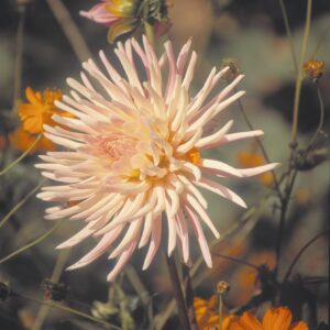 Dahlia Cactus - "Preference" Bulbs