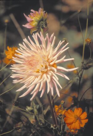 Dahlia Cactus - "Preference" Bulbs
