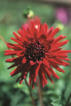Dahlia-Cactus-Sure-Thing.jpg Dahlia Cactus - "Sure Thing" Bulbs