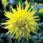 Dahlia-Cactus-Yellow.jpg Dahlia Cactus - "Yellow" Bulbs