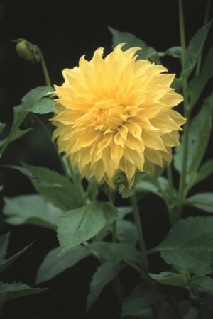 Dahlia-Decorative-Edna-Comstock.jpg Dahlia Decorative - "Edna Comstock" Bulbs
