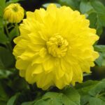 Dahlia Decorative - "Golden Emblem" Bulbs