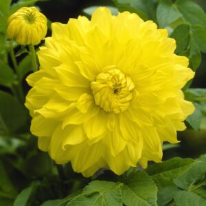 Dahlia Decorative - "Golden Emblem" Bulbs