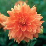 Dahlia Decorative - "House of Orange" Bulbs