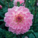 Dahlia Decorative - "Nepos" Bulbs