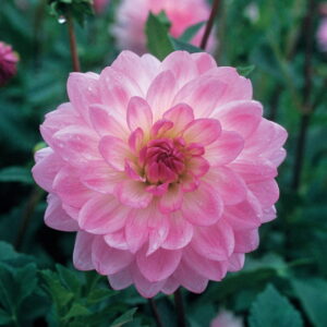 Dahlia Decorative - "Nepos" Bulbs