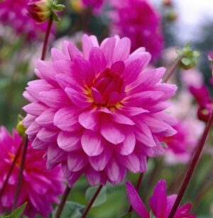 Dahlia Decorative - "Rosella" Bulbs