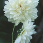 Dahlia Decorative - "Snow Country" Bulbs
