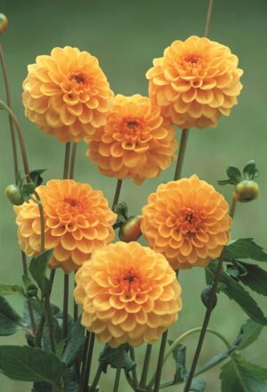 Dahlia Pompon - "Amusing" Bulbs