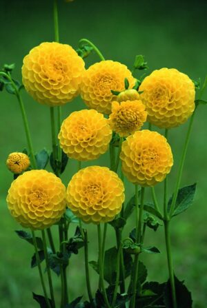 Dahlia Pompon - "Deepest Yellow" Bulbs