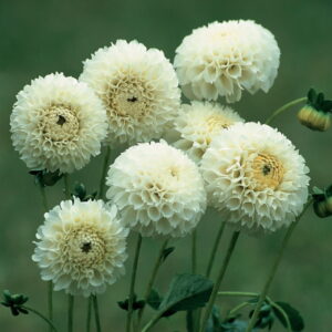 Dahlia Pompon - "Serenity" Bulbs