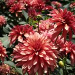 Dahlia-Terrace-Rock-N-Roll.jpeg Dahlia Terrace - "Rock 'N Roll" Bulbs