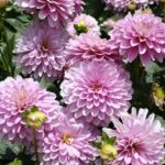 Dahlia-Terrace-Rumba.jpeg Dahlia Terrace - "Rumba" Bulbs