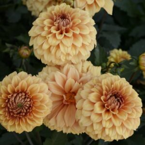 Dahlia Terrace - "Samba" Bulbs