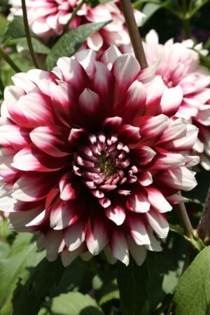 Dahlia Terrace - "Tango" Bulbs