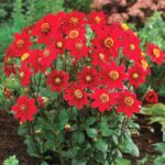 Dahlia Top Mix - "Red" Bulbs
