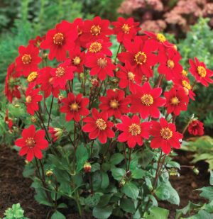 Dahlia Top Mix - "Red" Bulbs