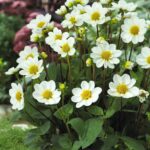 Dahlia-Top-Mix-White.jpeg Dahlia Top Mix - "White" Bulbs