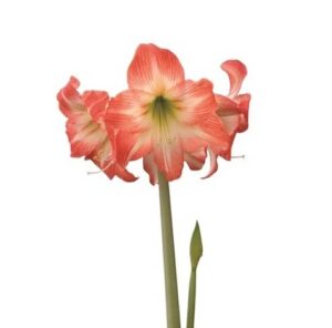 Amaryllis Sonata Single - Daiquiri® Bulbs Amaryllis Sonata Single - Daiquiri® Bulbs
