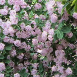 Dais Cotinifolia 200lt Common Name: PomPom Tree