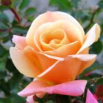 Deloitte-Touche.jpg Deloitte & Touche Rose 5lt