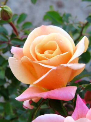 Deloitte & Touche Rose STD 90cm