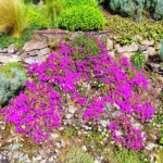 Delosperma Cooperii 2lt Common Name: Hardy Ice Plant, Cooper’s Ice Plant