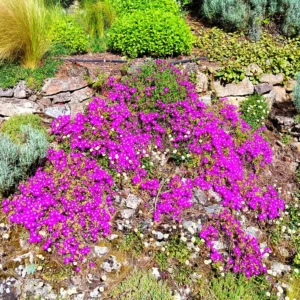 Delosperma Cooperii 2lt Common Name: Hardy Ice Plant, Cooper’s Ice Plant