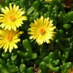 Delosperma Ecklonis (yellow) 6 Pack Tray